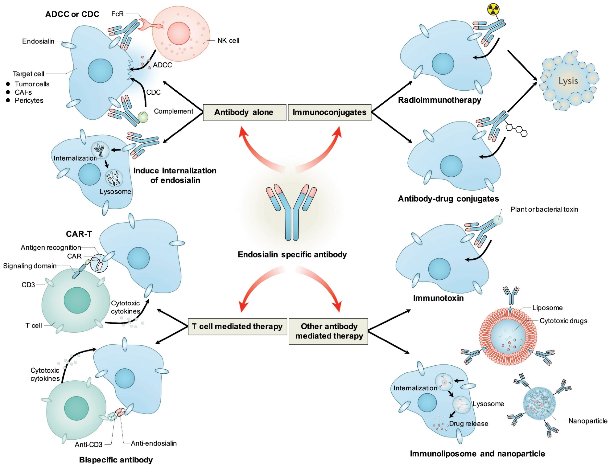 Tumor specific marker CD248