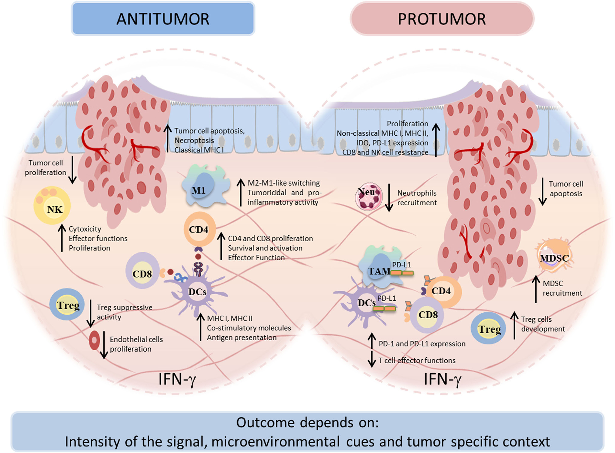 Two sided interferon IFNγ
