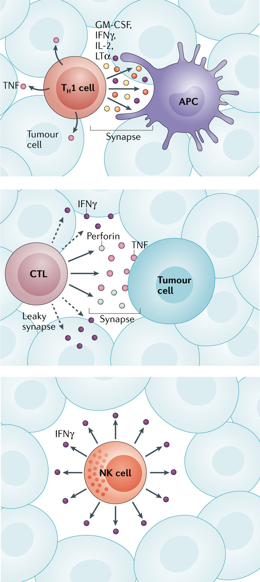 Two sided interferon IFNγ