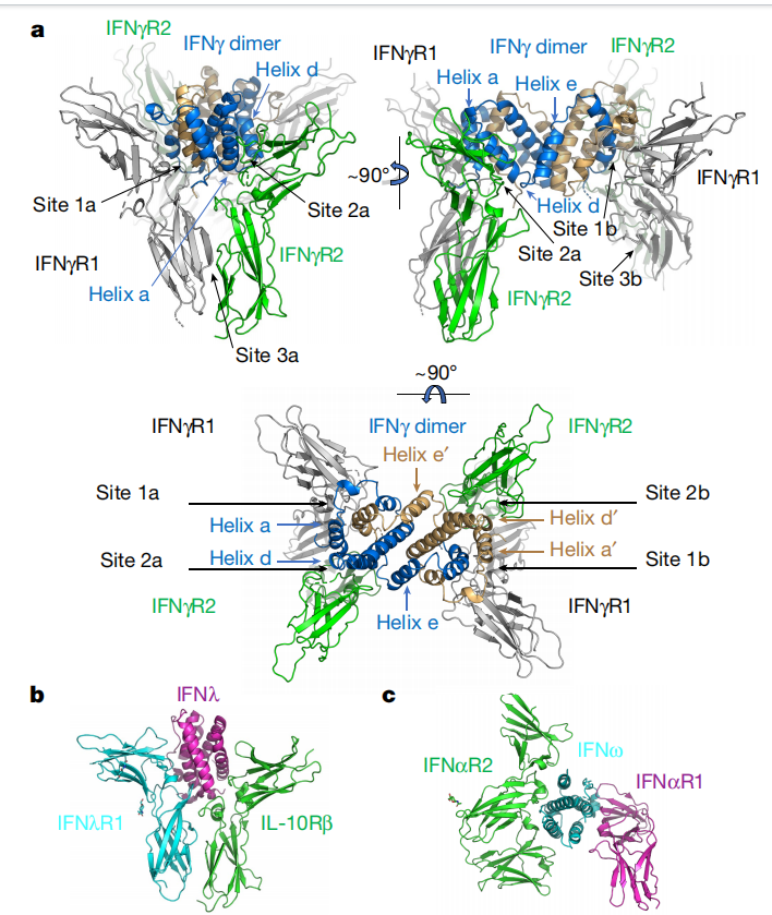 Two sided interferon IFNγ