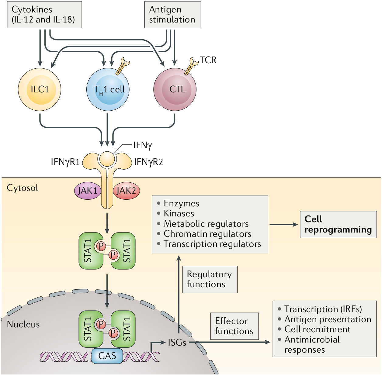 Two sided interferon IFNγ