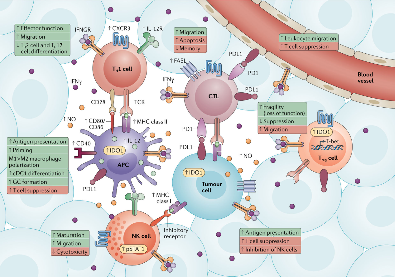 Two sided interferon IFNγ