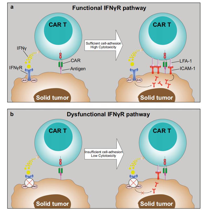 Two sided interferon IFNγ