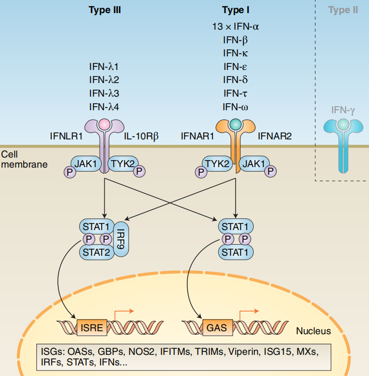 Type I interferon targets IFNA1 and IFNB
