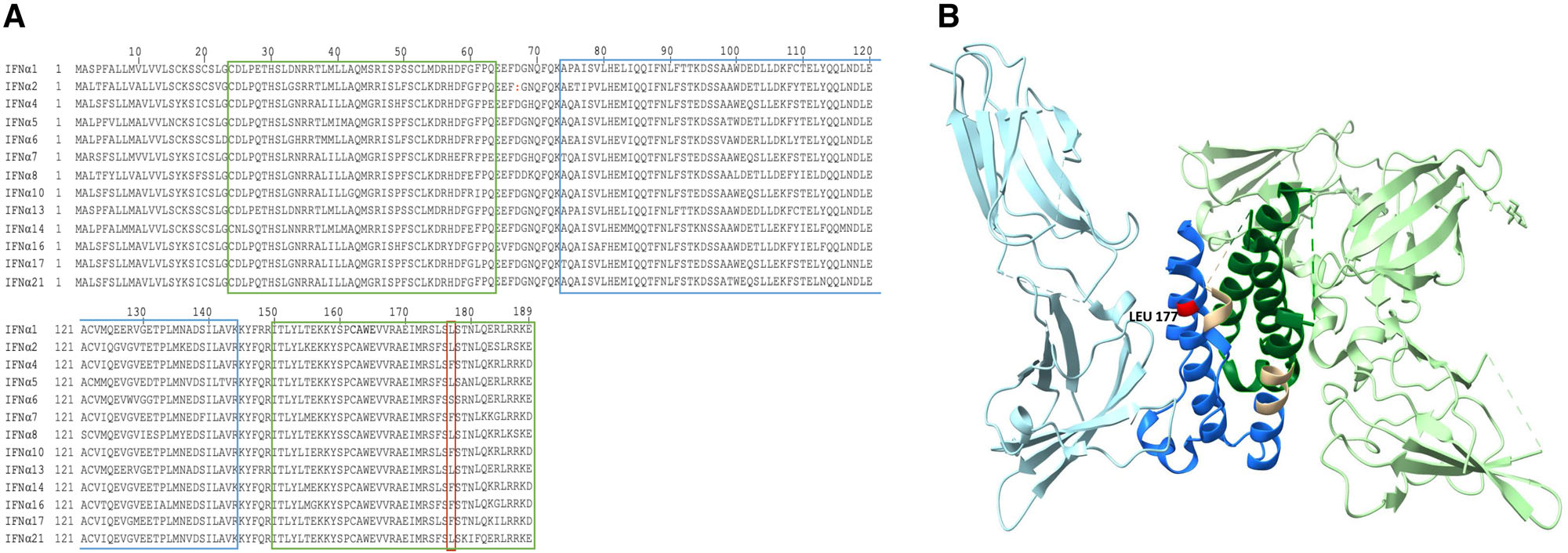 Type I interferon targets IFNA1 and IFNB