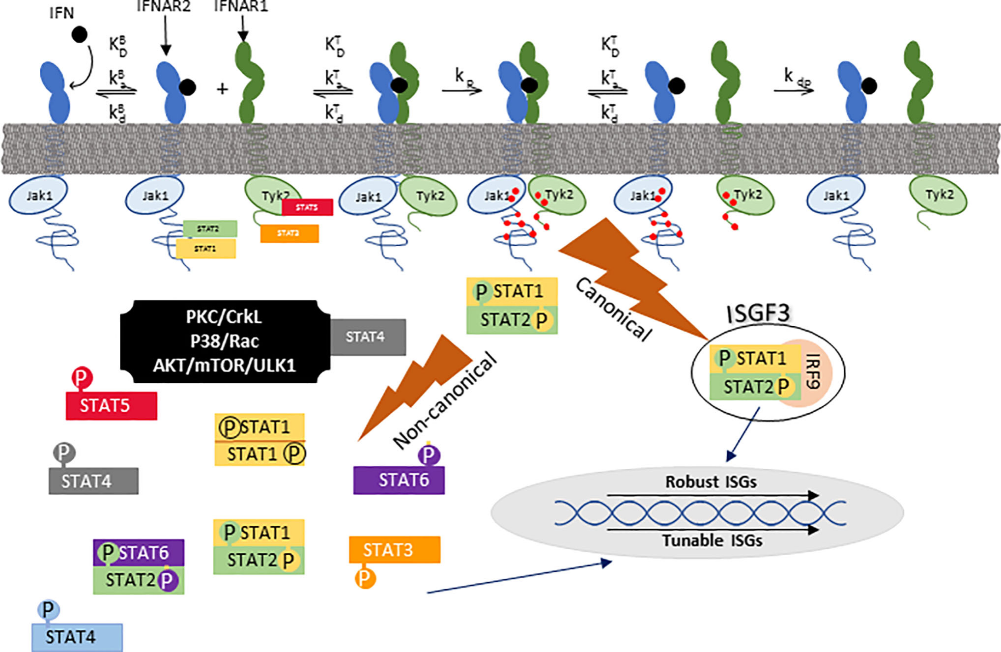 Type I interferon targets IFNA1 and IFNB