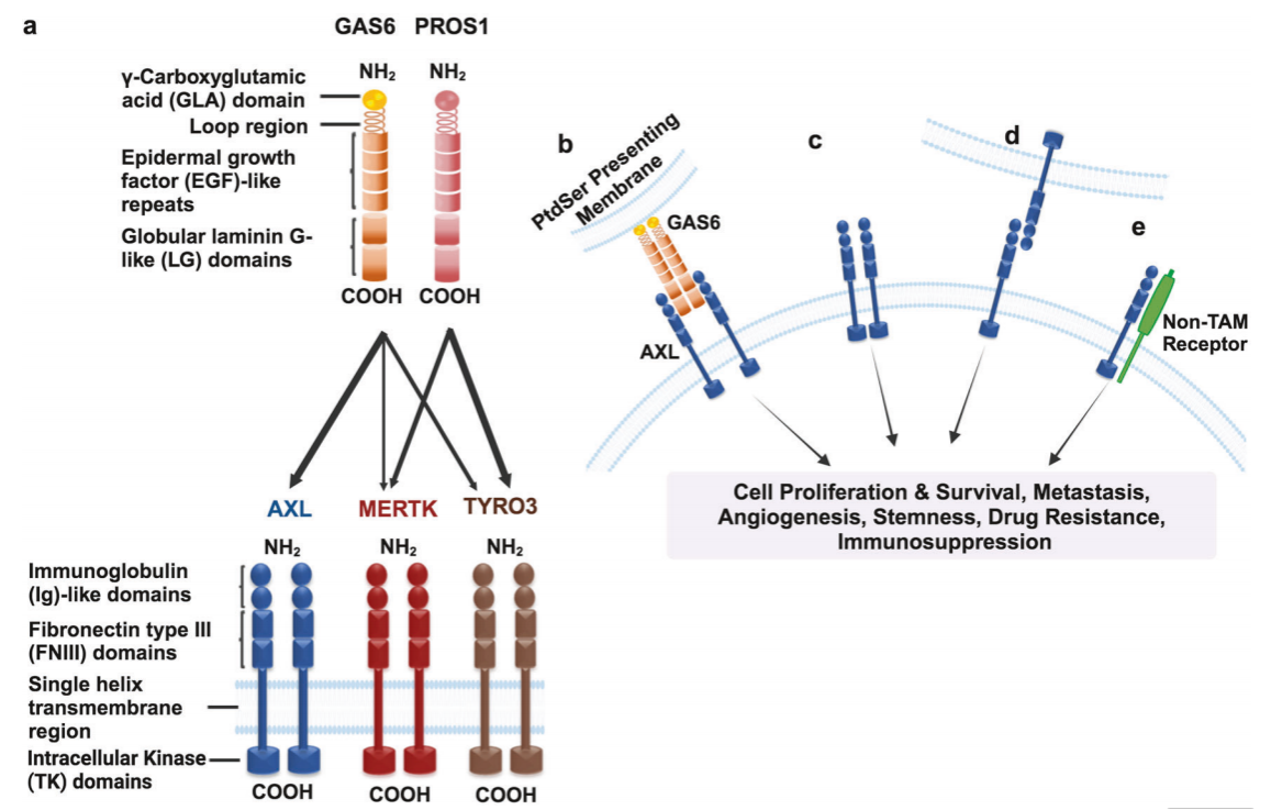 Tyrosine protein kinase receptor AXL