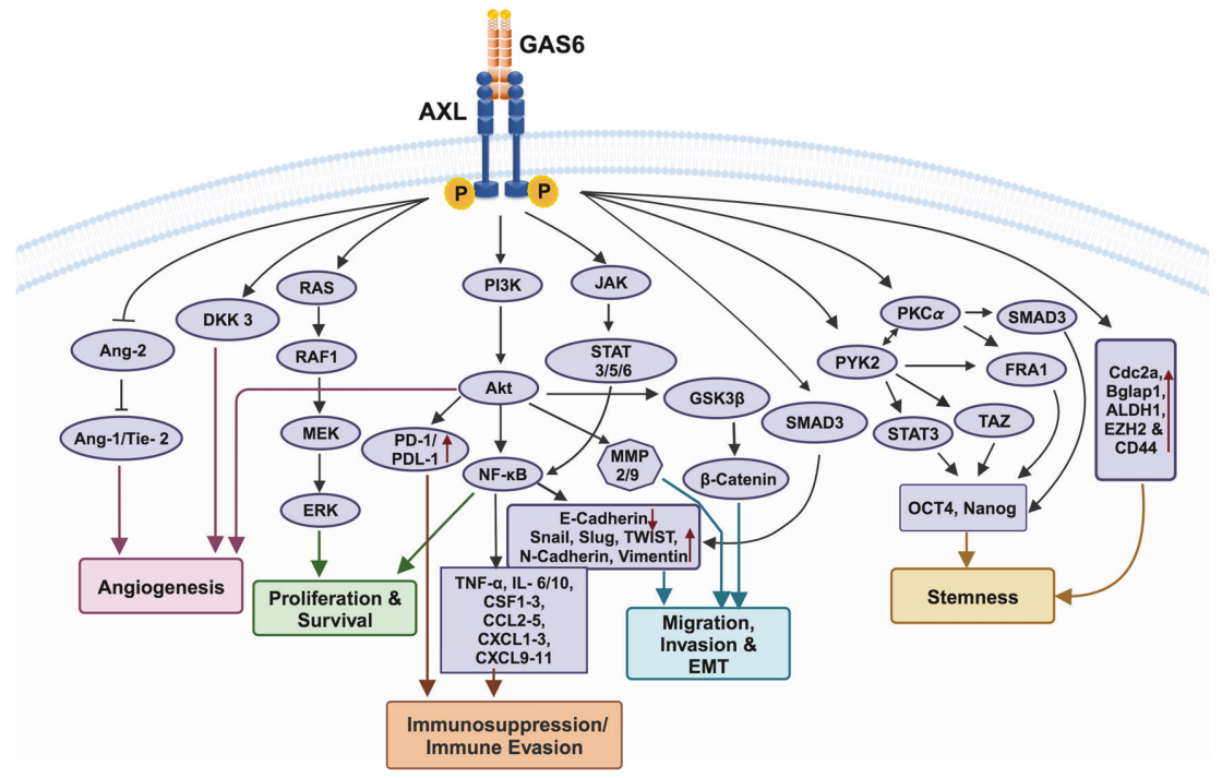 Tyrosine protein kinase receptor AXL
