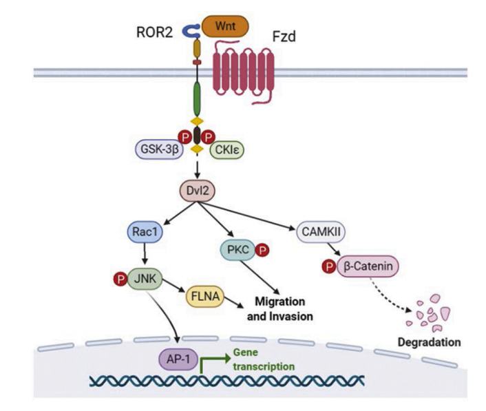 Tyrosine protein kinase transmembrane receptor ROR2