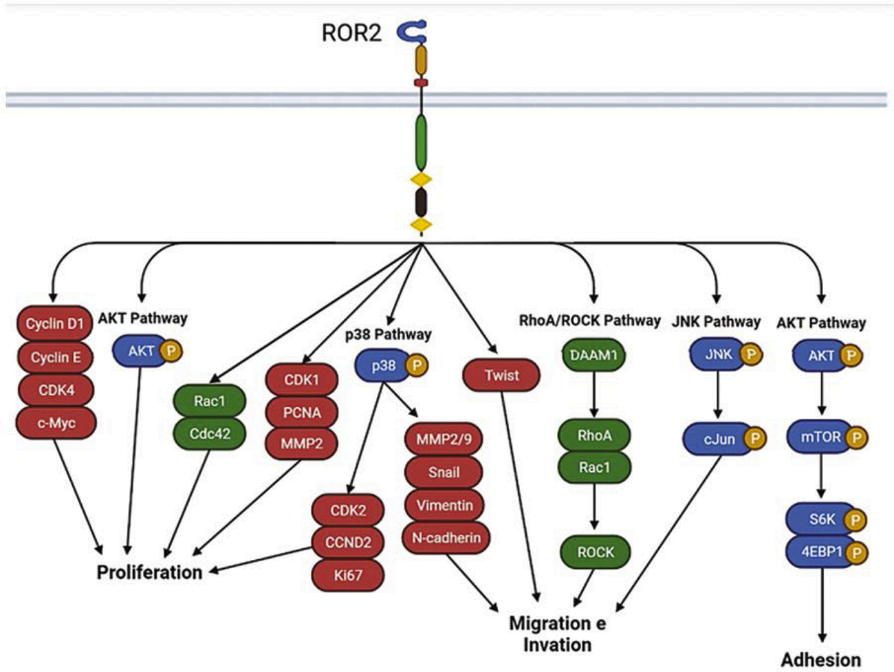 Tyrosine protein kinase transmembrane receptor ROR2