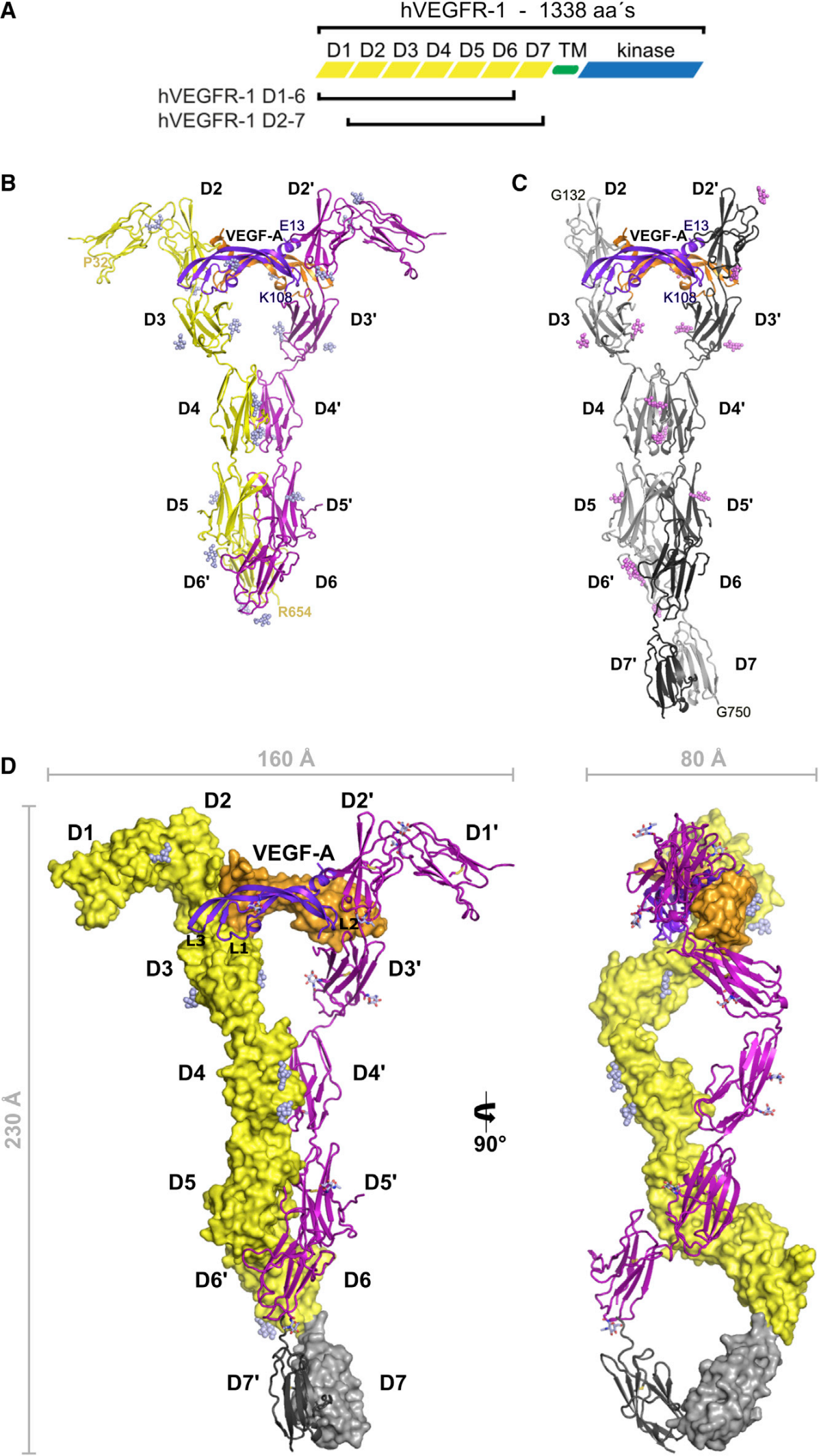 Vascular endothelial growth factor receptor VEGFR1 Vascular endothelial growth factor receptor VEGFR1
