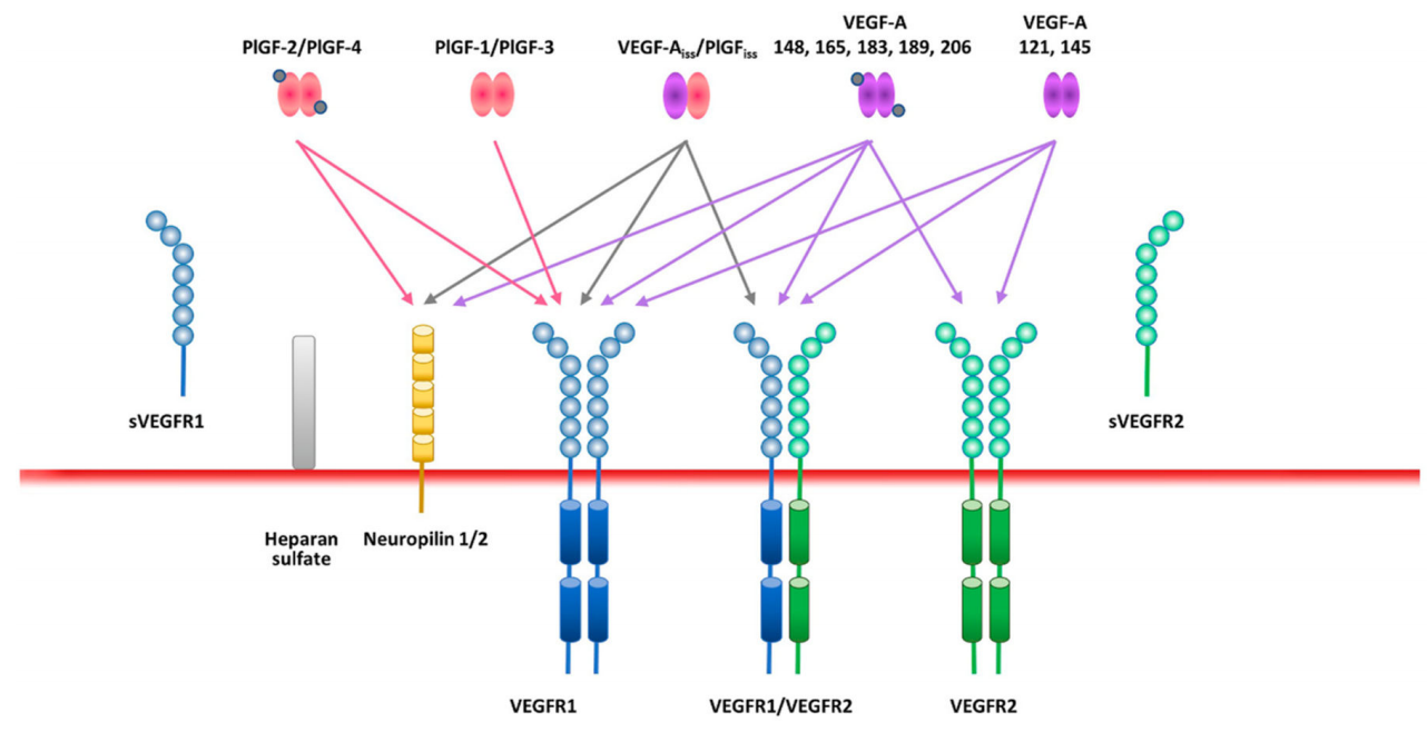 Vascular endothelial growth factor receptor VEGFR1 Vascular endothelial growth factor receptor VEGFR1