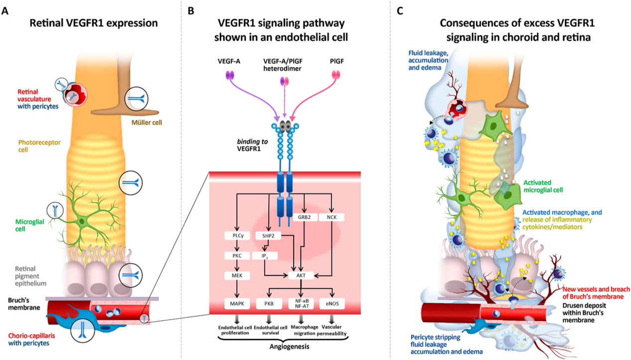 Vascular endothelial growth factor receptor VEGFR1 Vascular endothelial growth factor receptor VEGFR1