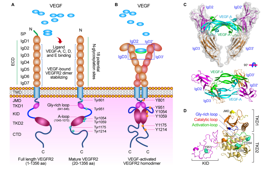 Vascular endothelial growth factor receptor VEGFR2