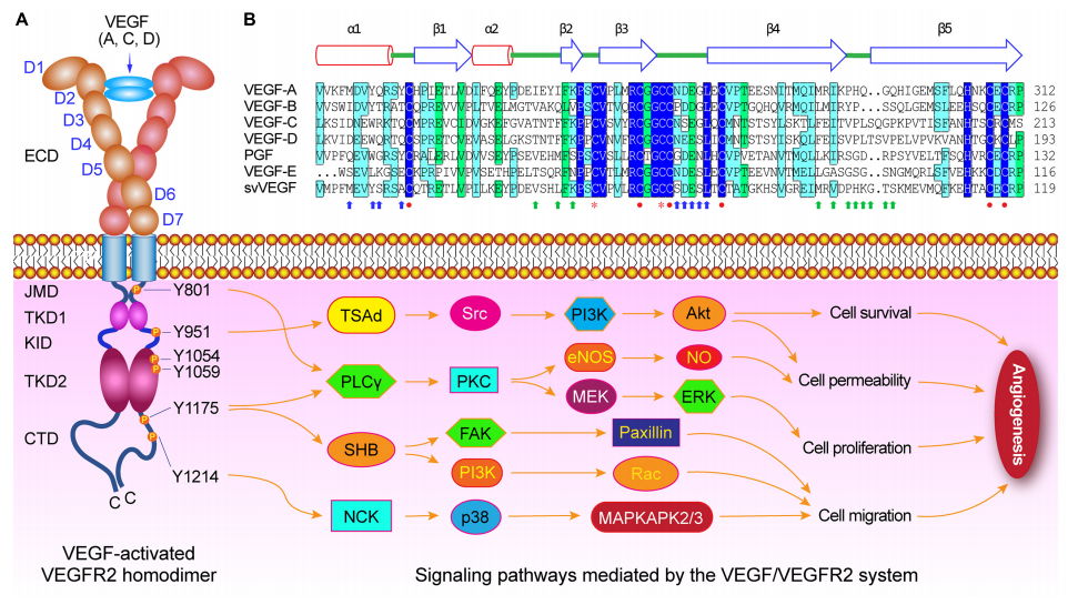Vascular endothelial growth factor receptor VEGFR2