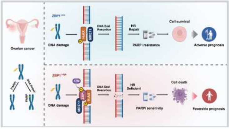 ZBP1 can antagonize the DNA end excision mediated by MRE11