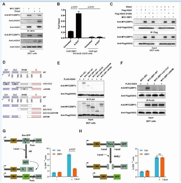 ZBP1 can antagonize the DNA end excision mediated by MRE11