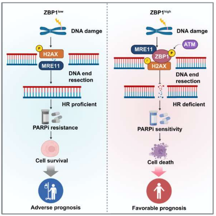 ZBP1 can antagonize the DNA end excision mediated by MRE11
