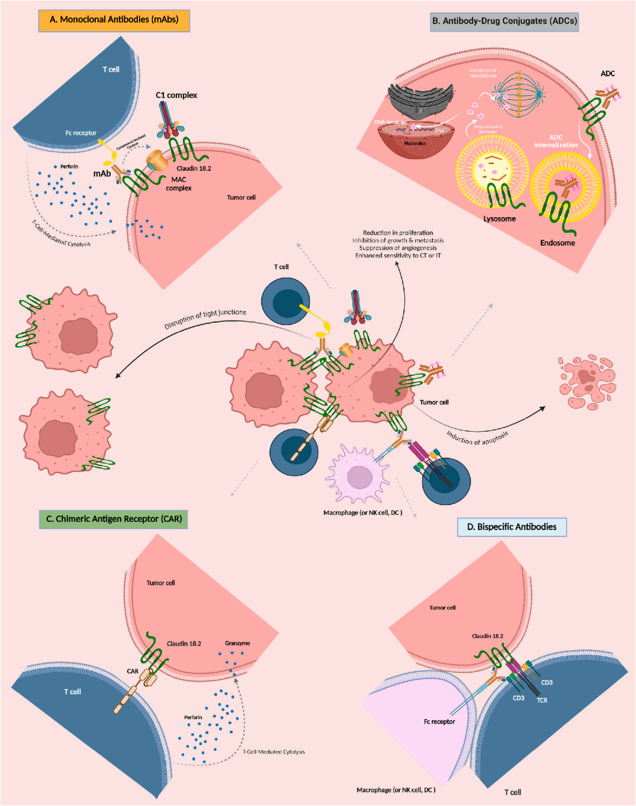 claudin18.2 is a new target for gastric and pancreatic cancer