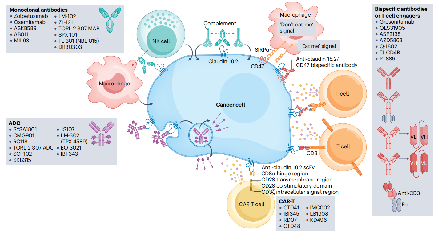 claudin18.2 is a new target for gastric and pancreatic cancer