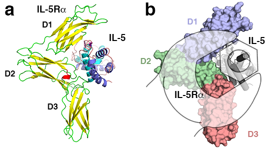 Eosinophilic inflammatory factor IL5