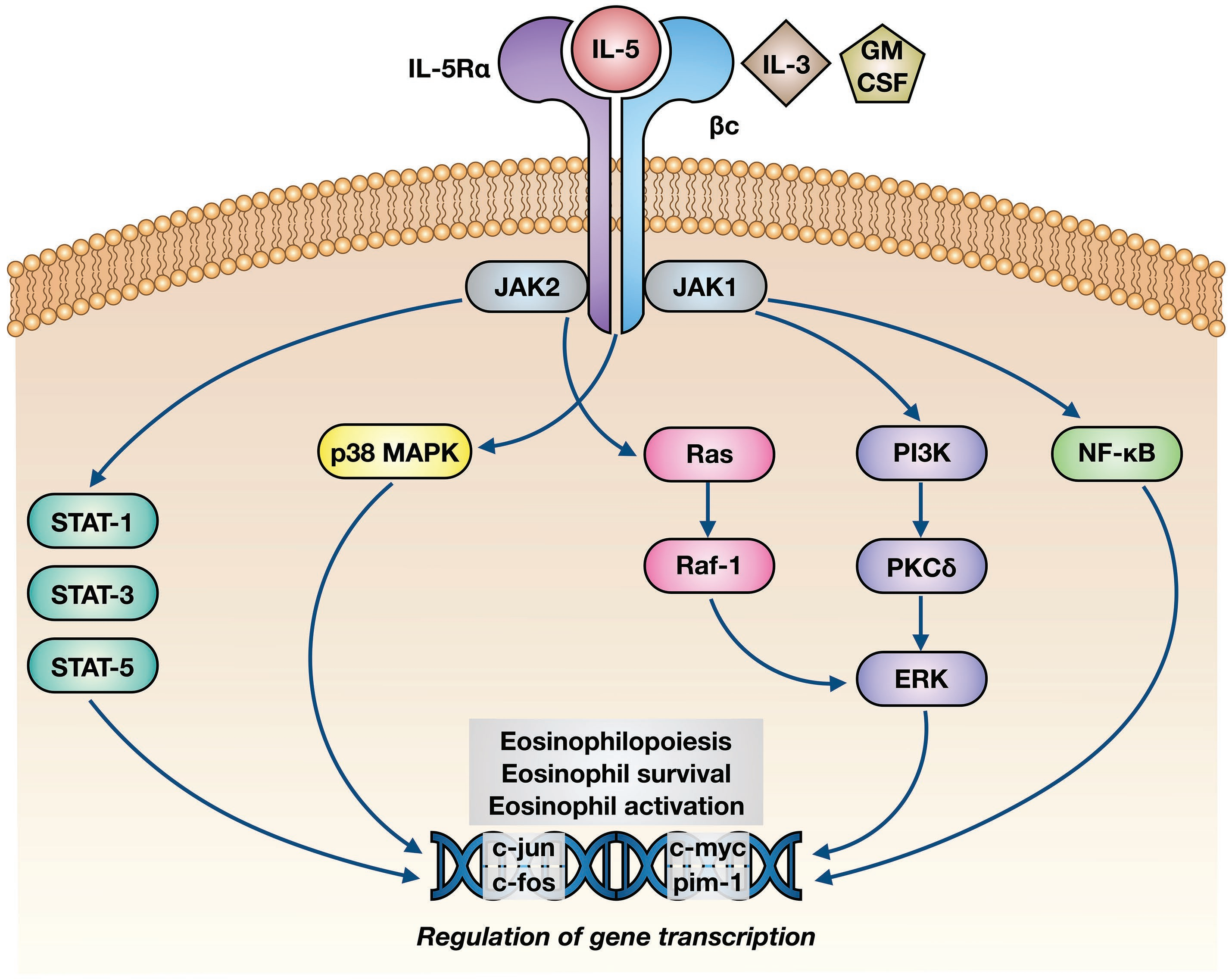 Eosinophilic inflammatory factor IL5