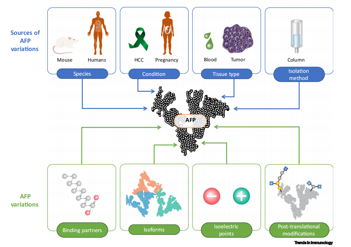 hepatocellular carcinoma biomarker AFP