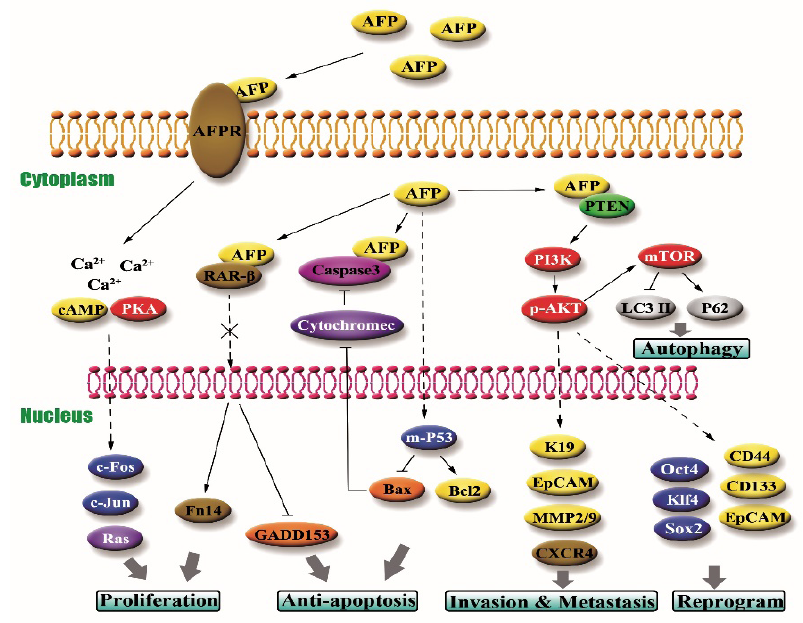 hepatocellular carcinoma biomarker AFP
