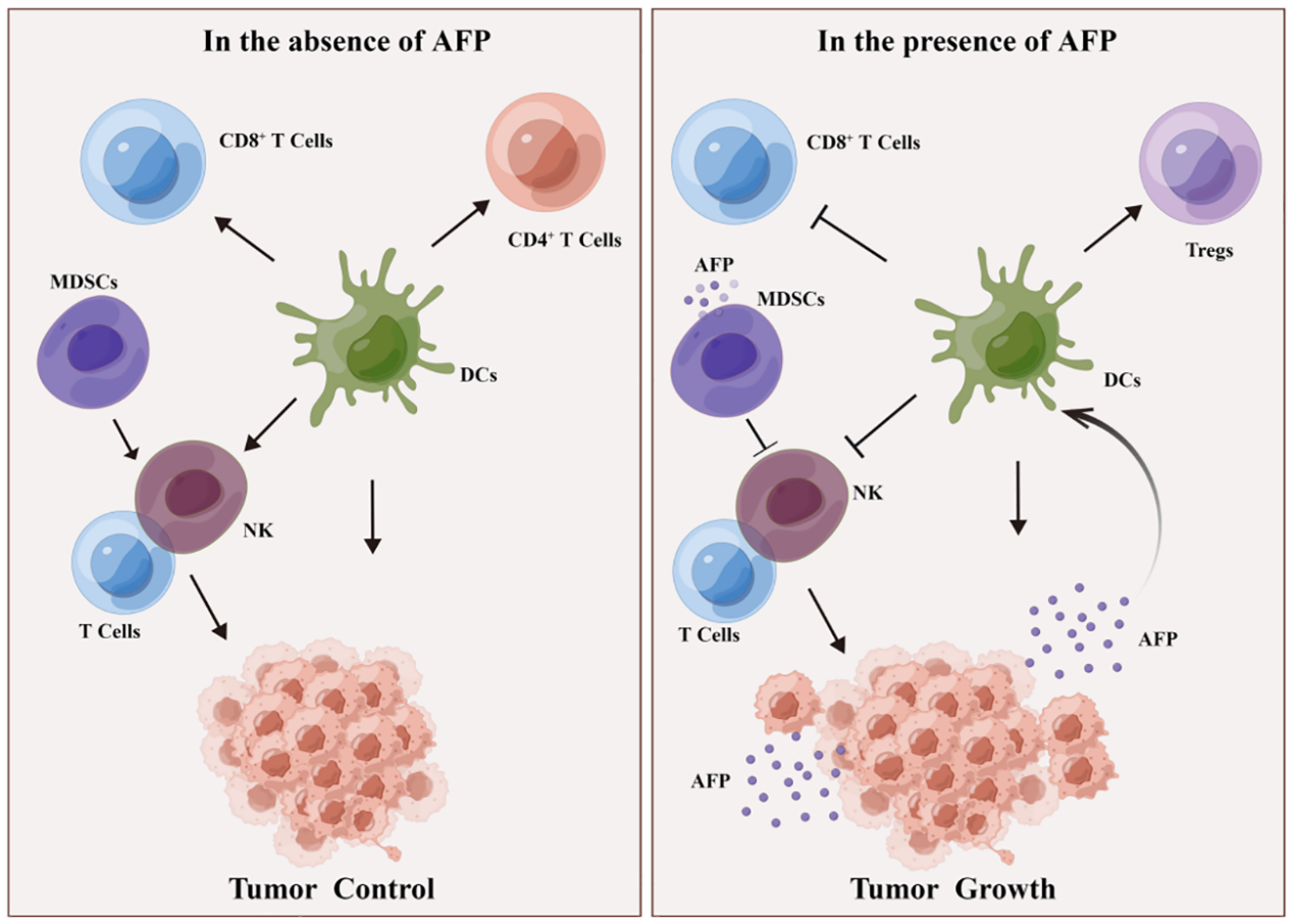 hepatocellular carcinoma biomarker AFP