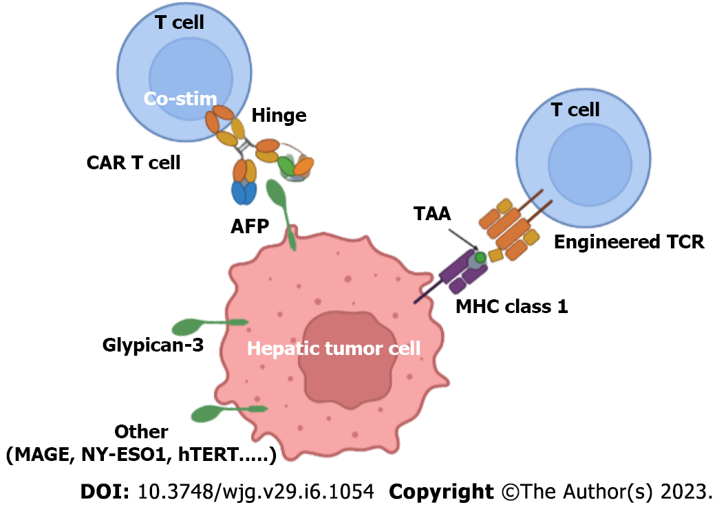 hepatocellular carcinoma biomarker AFP