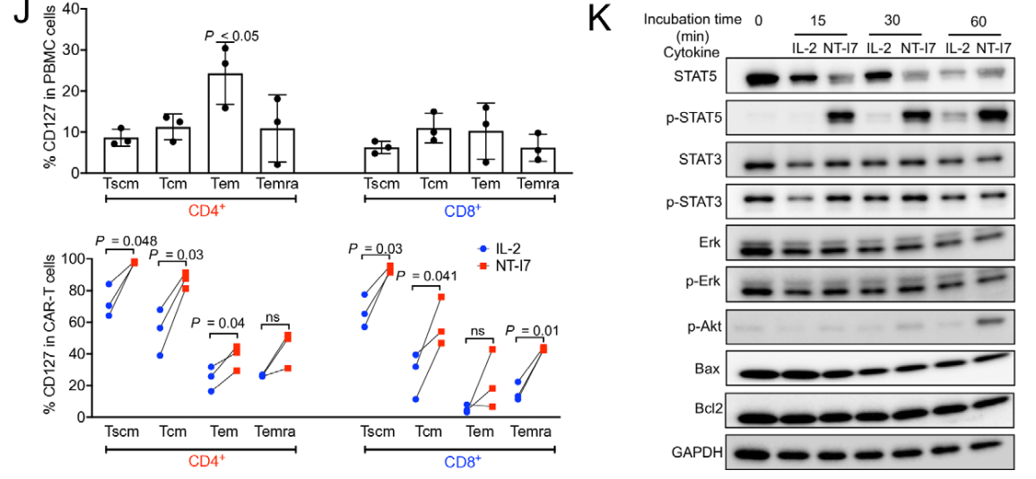 rhIL-7-hyFc improves the efficacy of CAR-T cells in the treatment of solid tumors