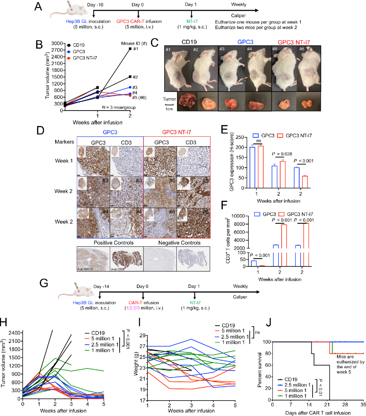rhIL-7-hyFc improves the efficacy of CAR-T cells in the treatment of solid tumors
